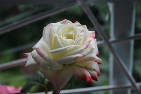 Обои Роза у окна: Роза, Цветок, Цветы