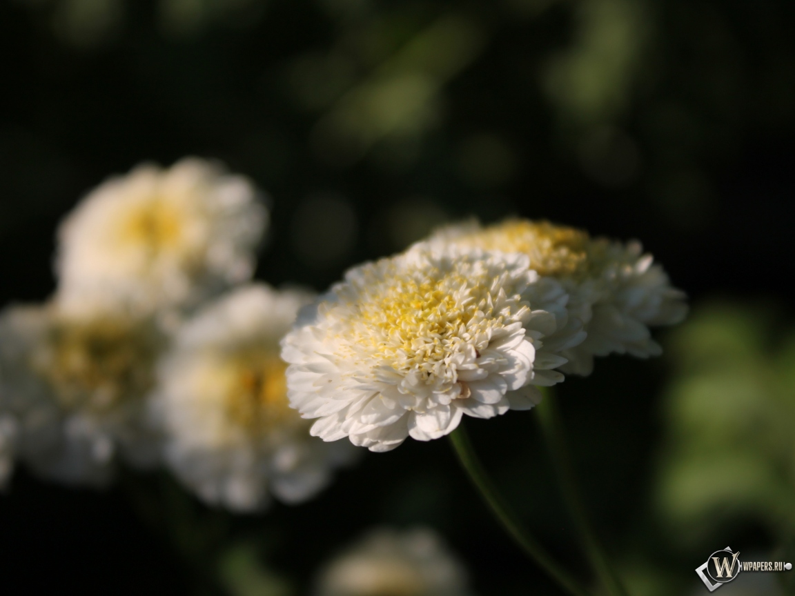 Белые цветы 1152x864