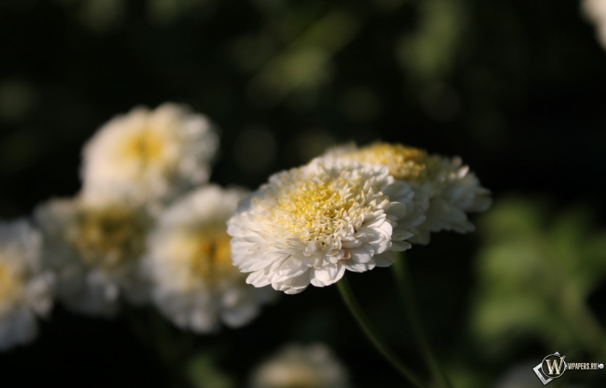 Белые цветы 1200x768