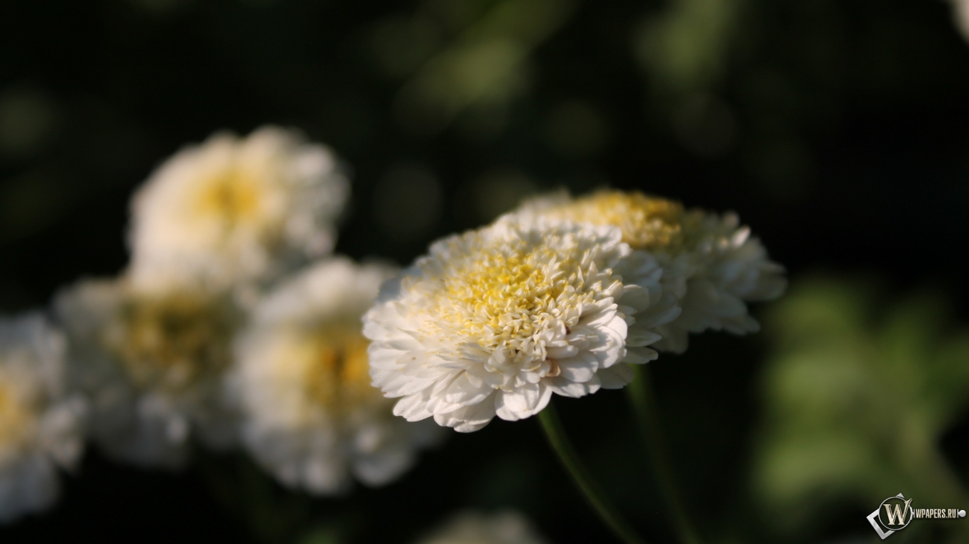 Белые цветы 1366x768