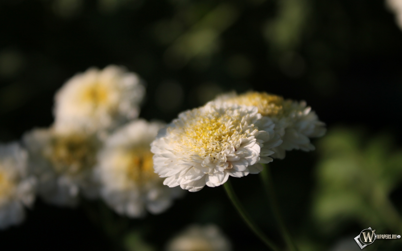 Белые цветы 1536x960