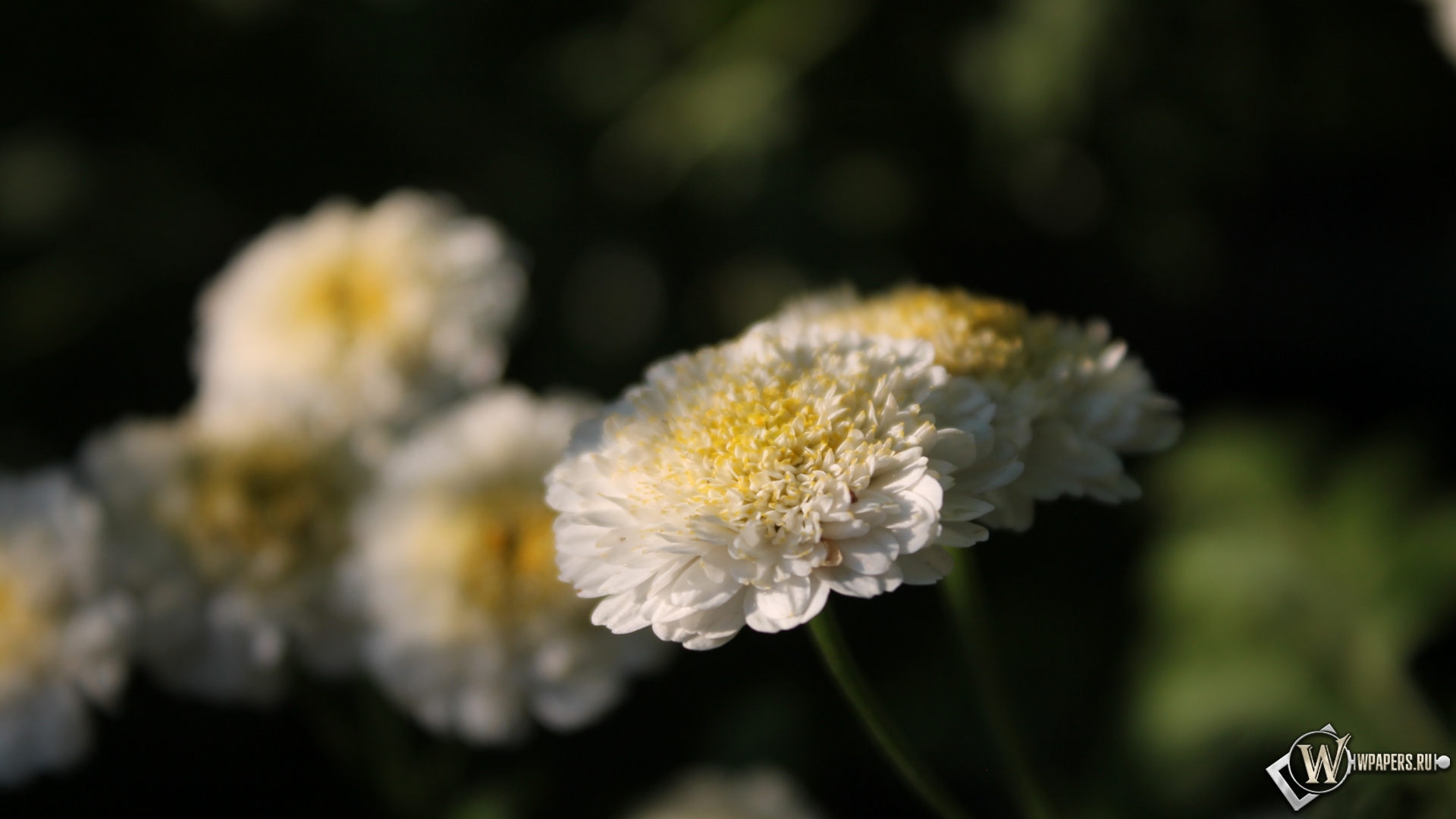 Белые цветы 1920x1080