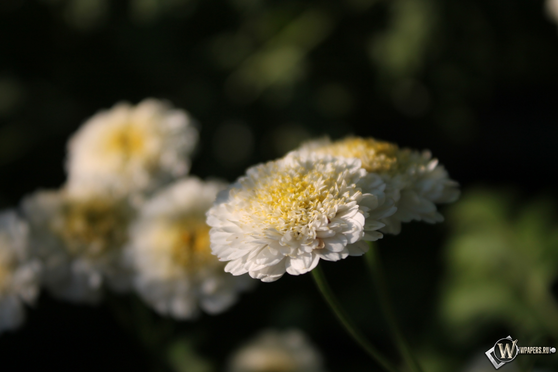 Белые цветы 1920x1280