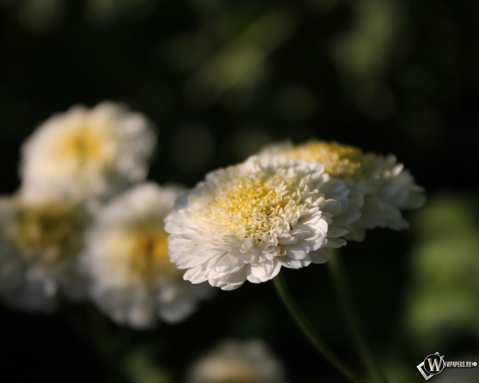 Белые цветы 1920x1536