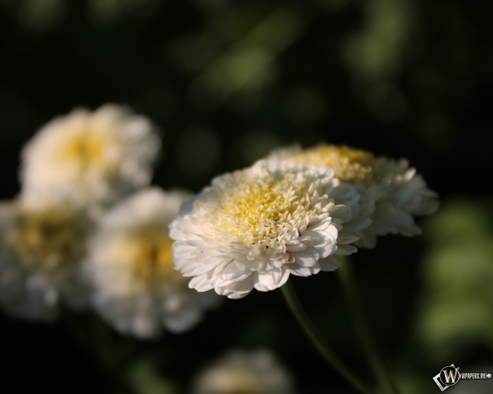 Белые цветы 2048x1638