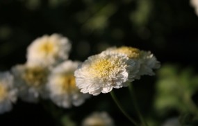 Обои Белые цветы: Растение, Цветы, Цветы