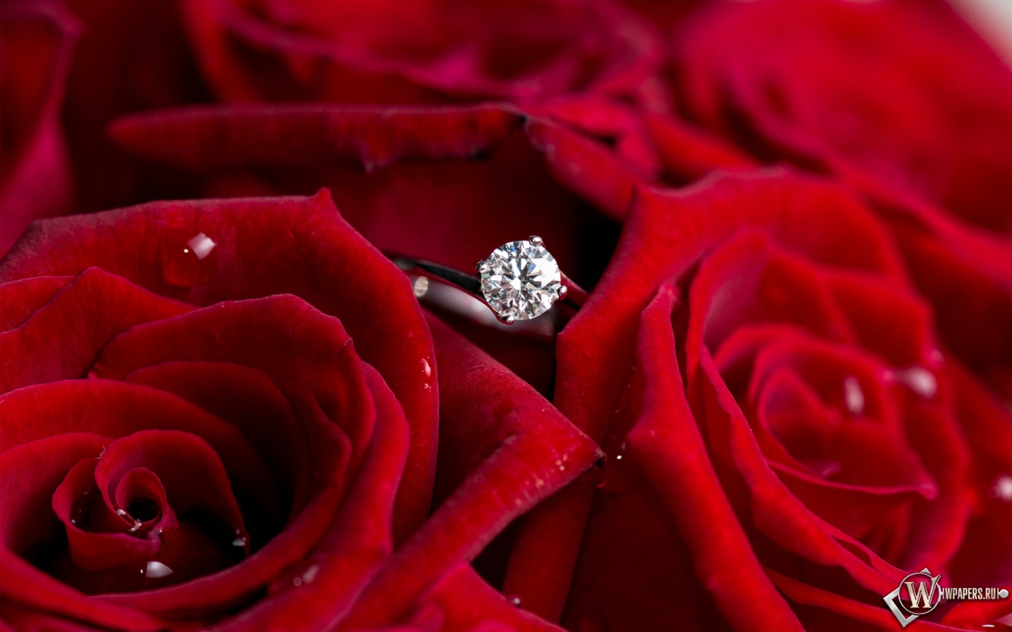 Кольцо с бриллиантом среди роз 1440x900