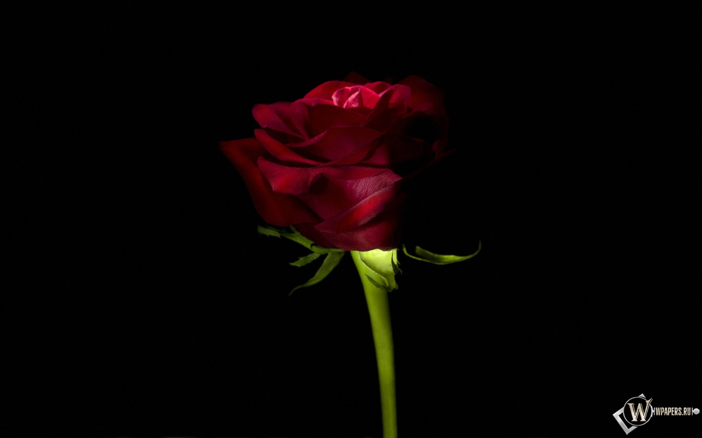 Роза 1440x900
