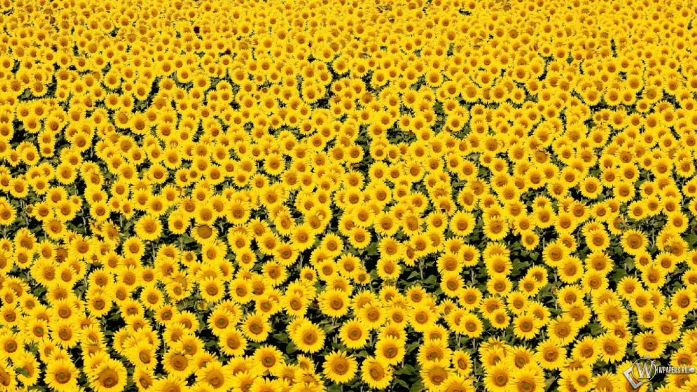 Море подсолнухов 1366x768