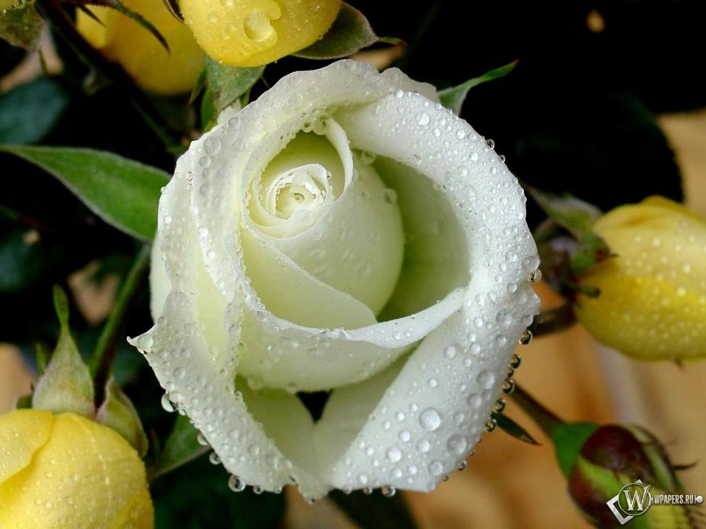 Белая роза 1024x768