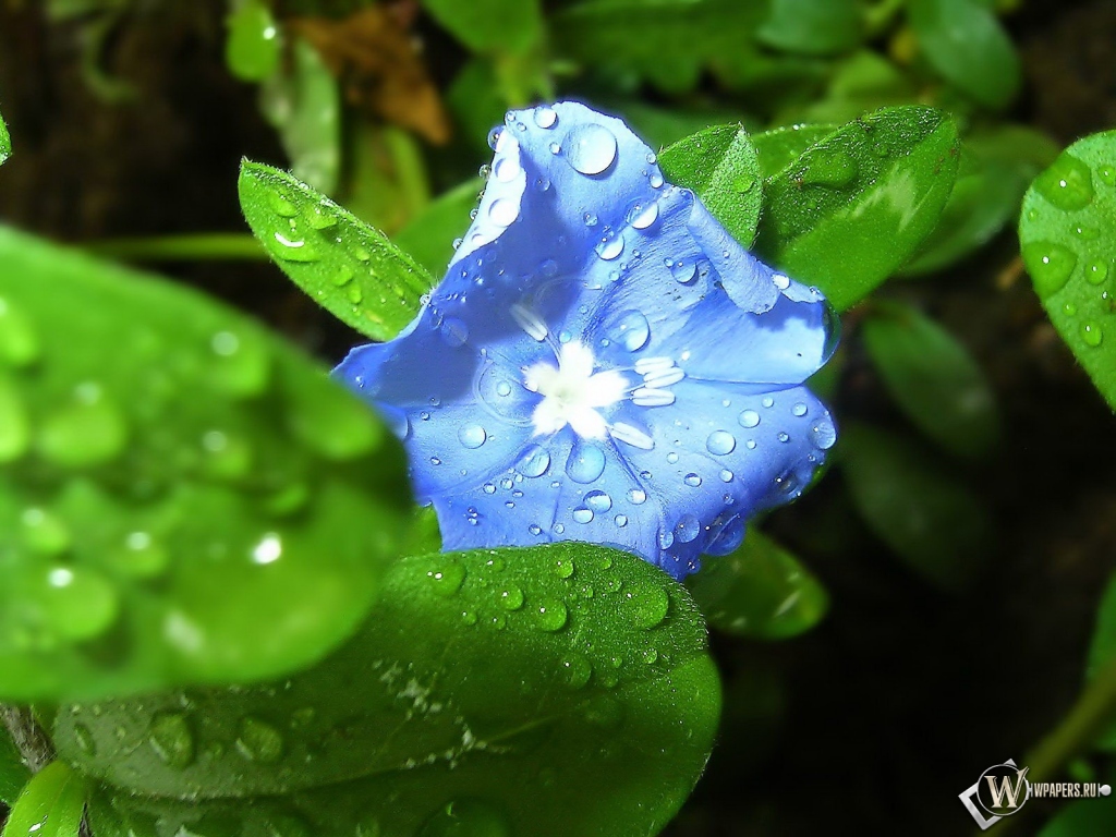 Синий цветок 1024x768