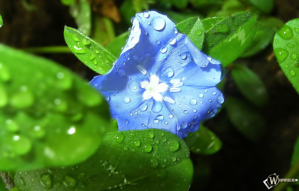 Синий цветок 1200x768