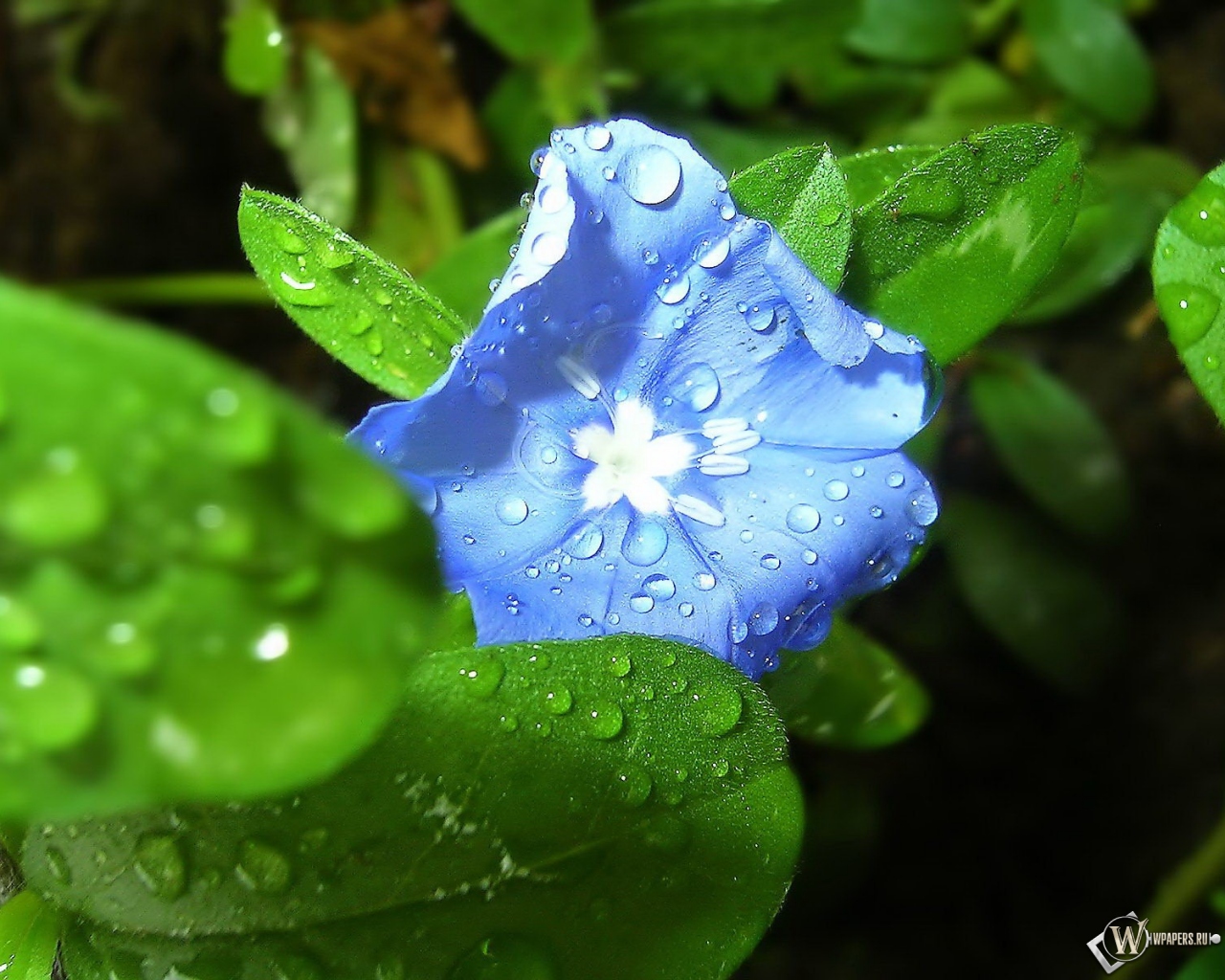 Синий цветок 1280x1024