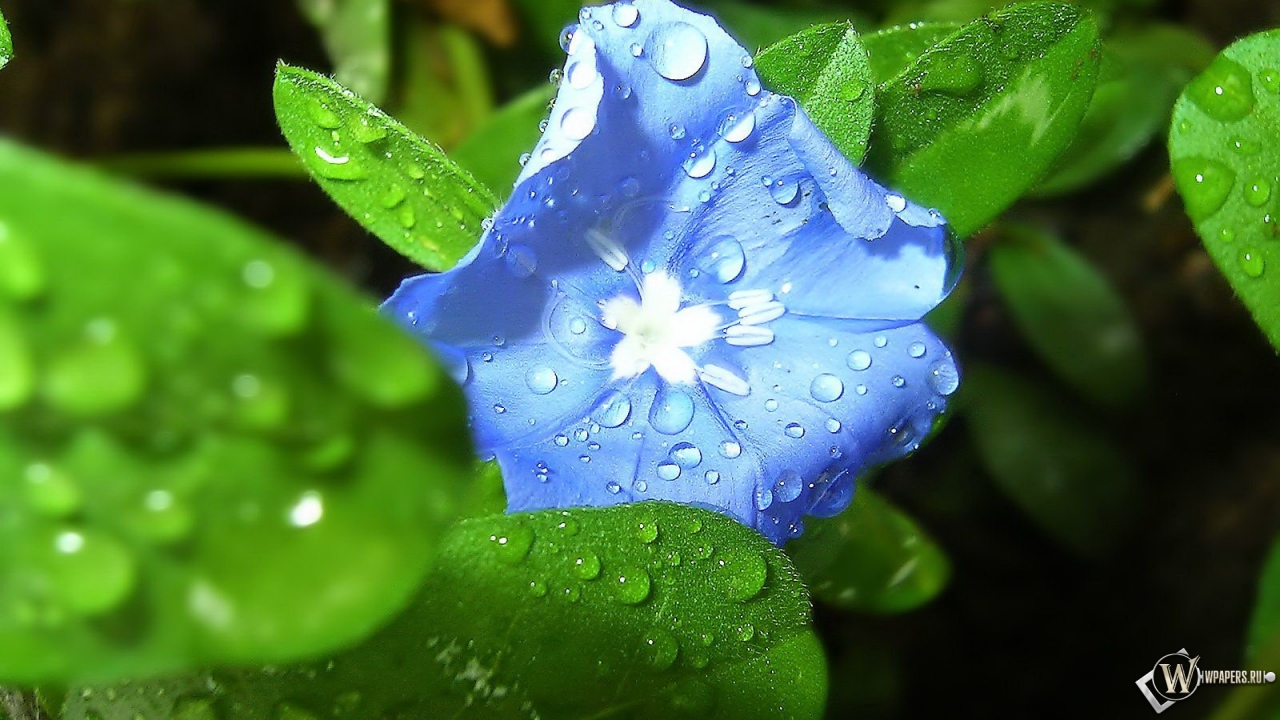 Синий цветок 1280x720