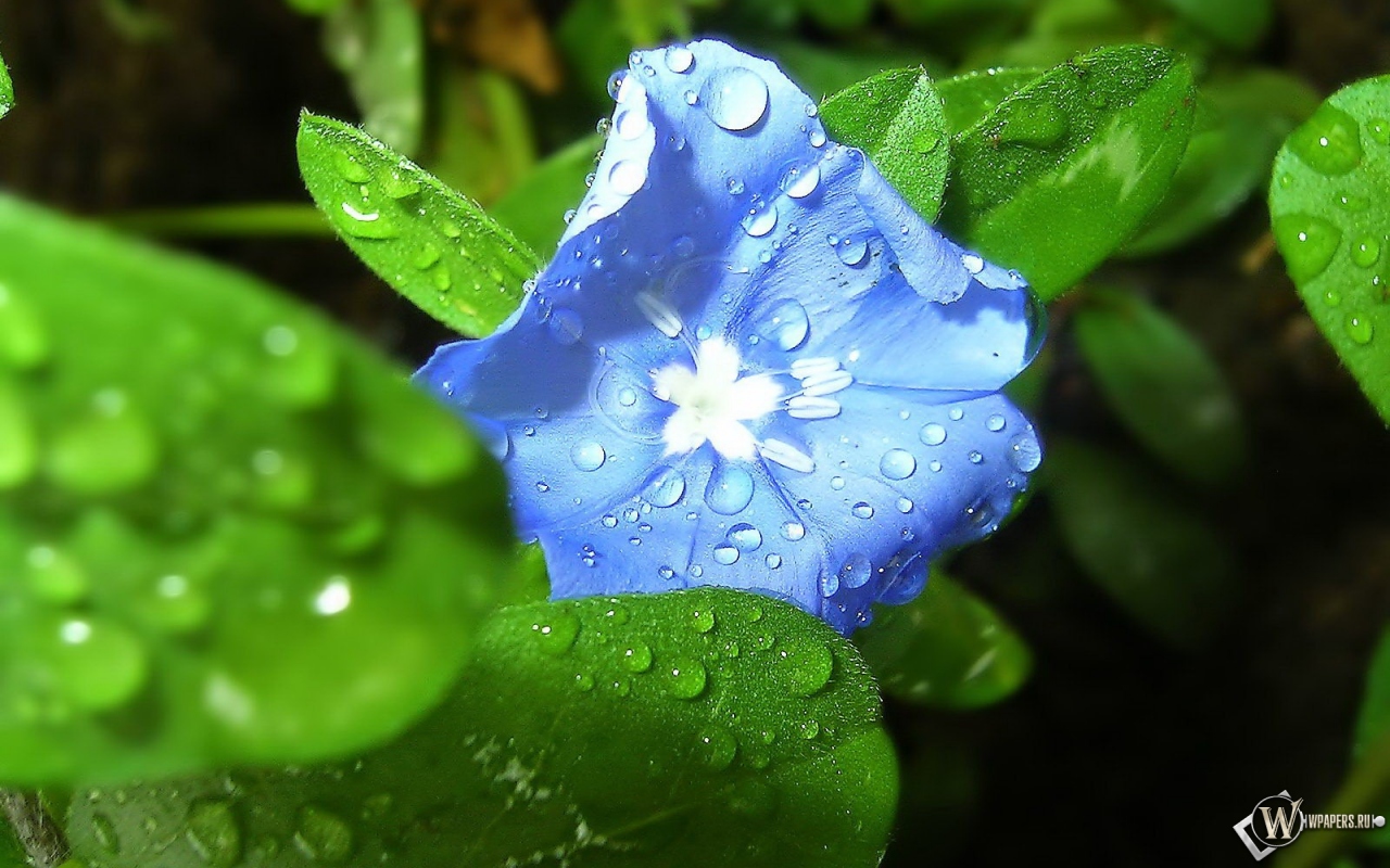 Синий цветок 1280x800