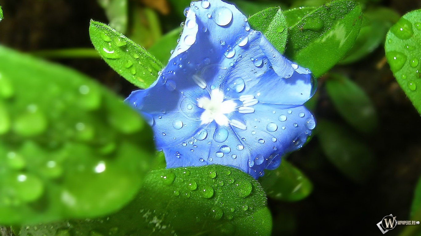 Синий цветок 1366x768