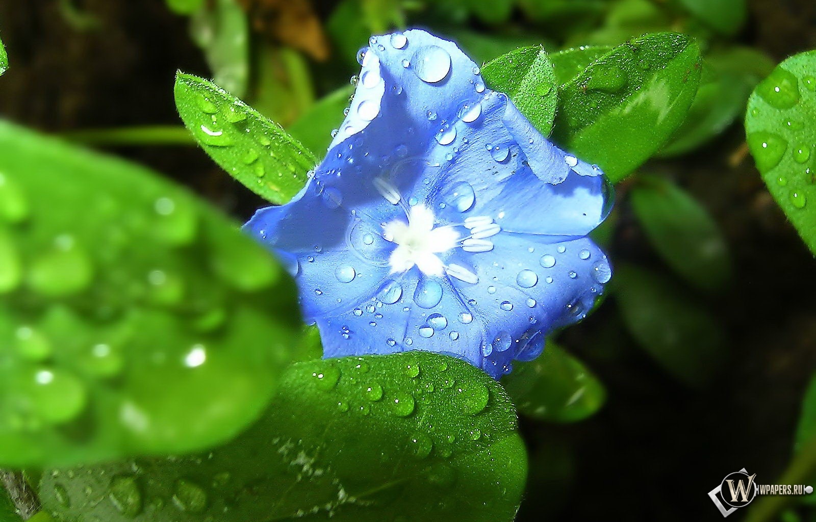 Синий цветок 1600x1024