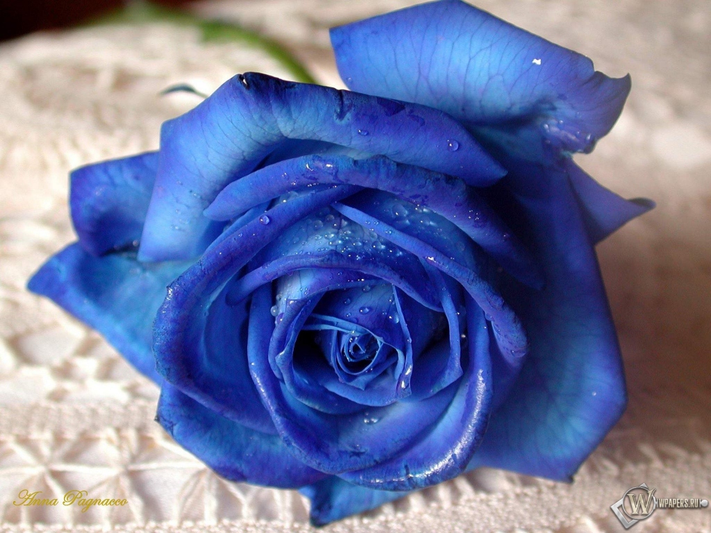 Синяя роза 1024x768