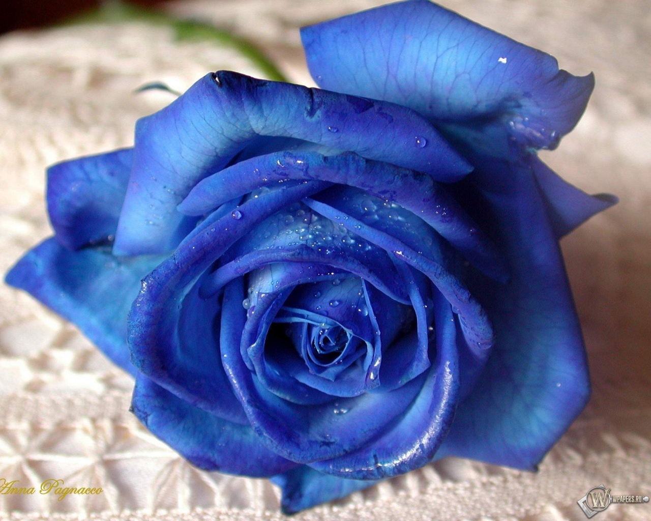 Синяя роза 1280x1024