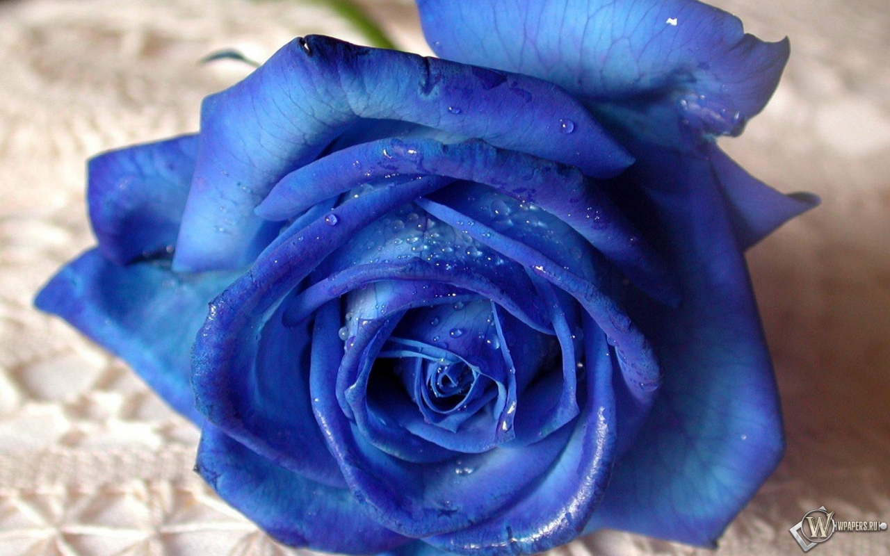 Синяя роза 1280x800