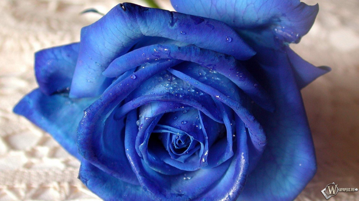 Синяя роза 1366x768