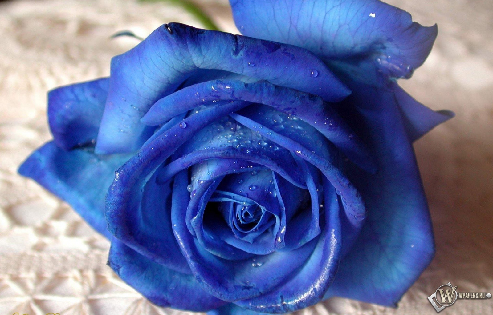 Синяя роза 1600x1024