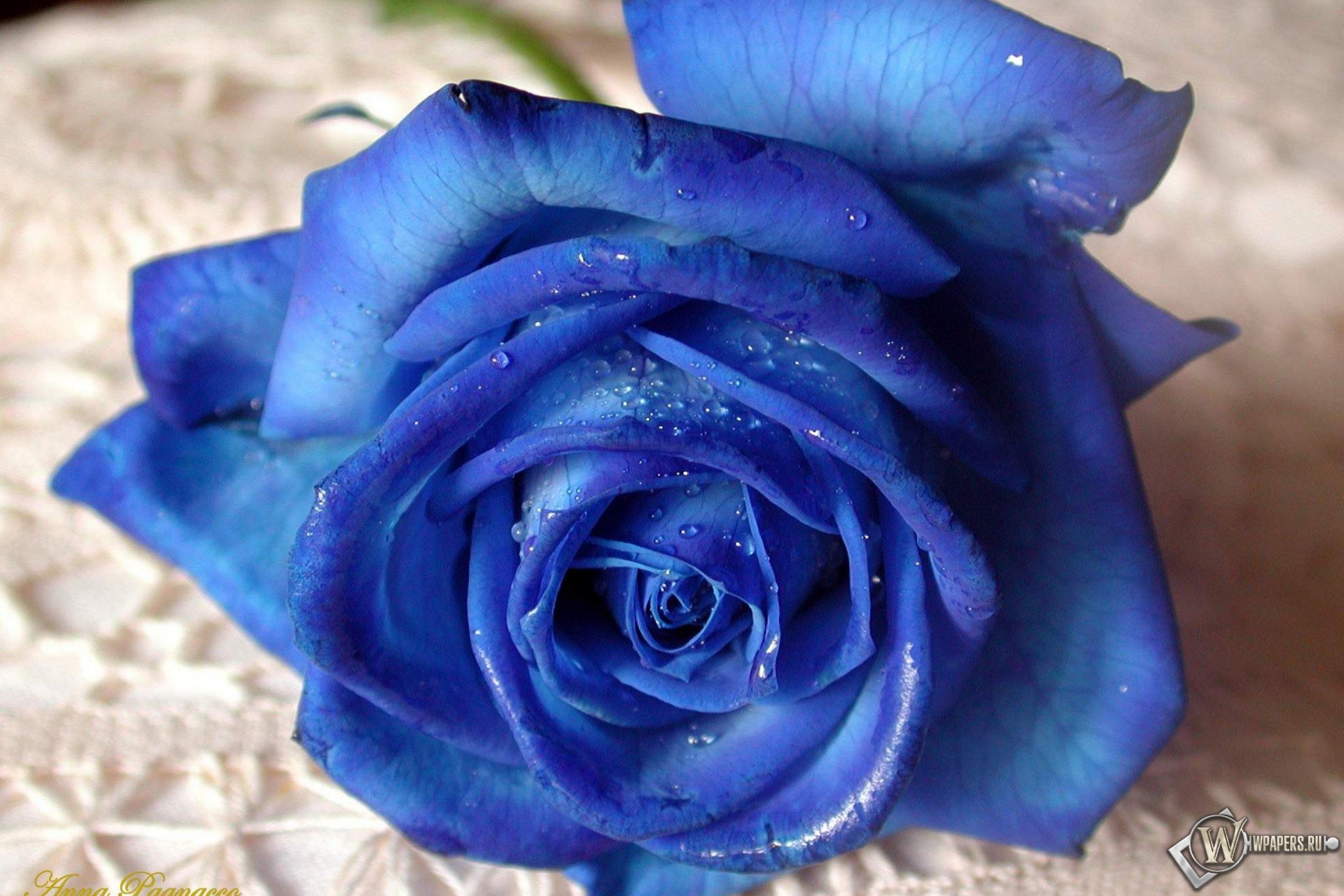 Синяя роза 1920x1280
