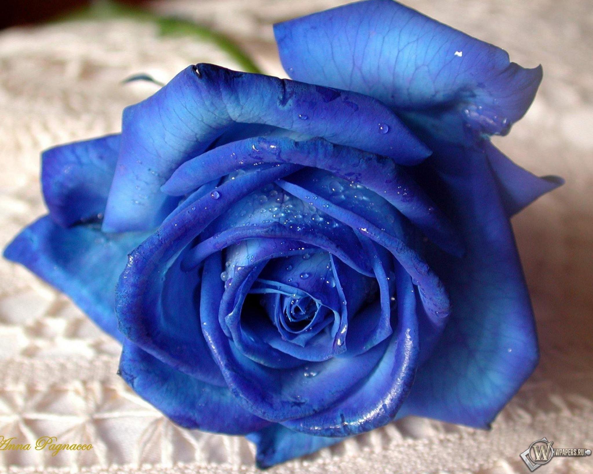 Синяя роза 2048x1638