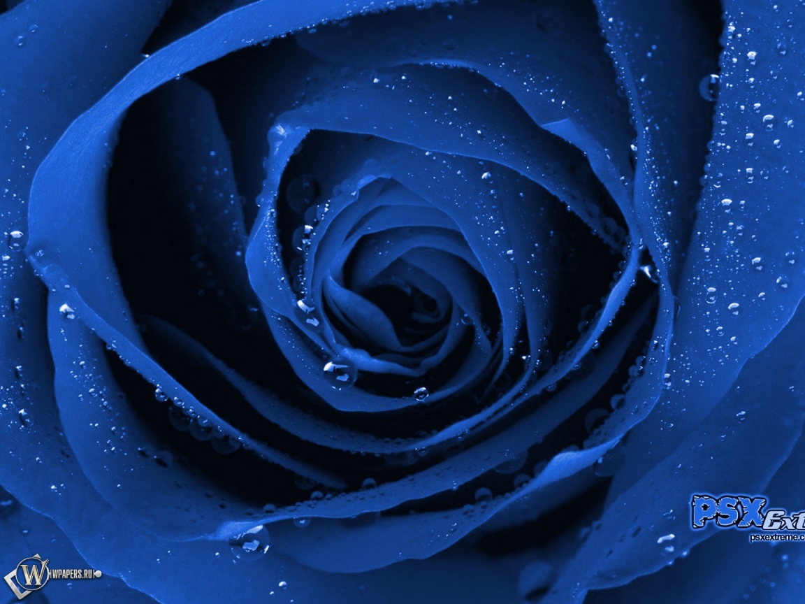 Синяя роза 1152x864