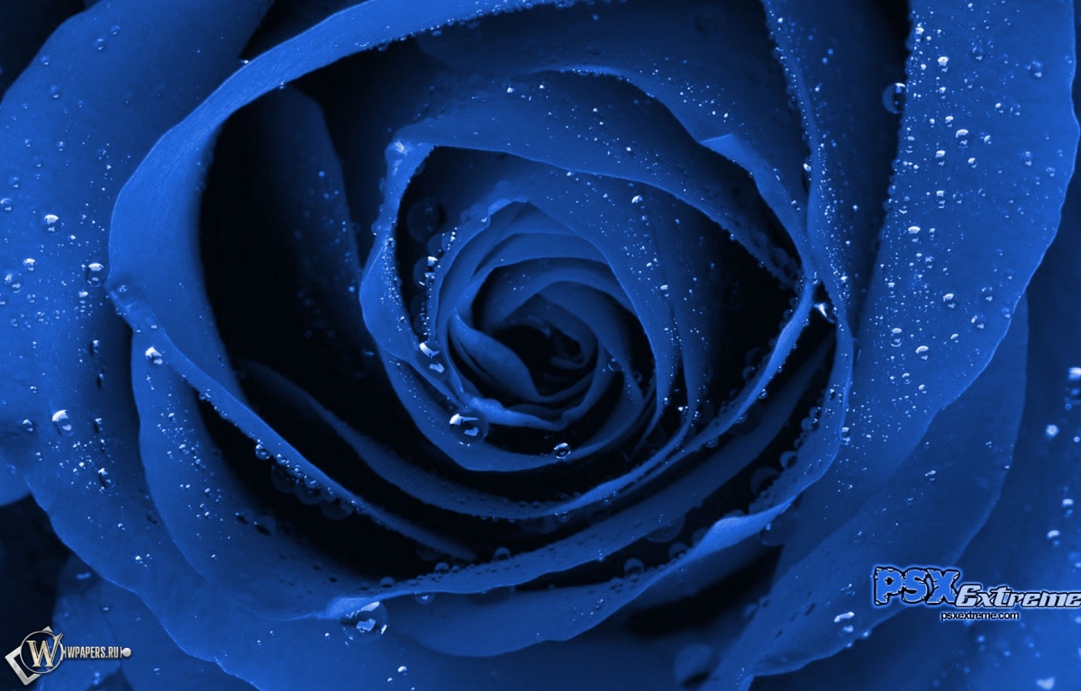 Синяя роза 1200x768