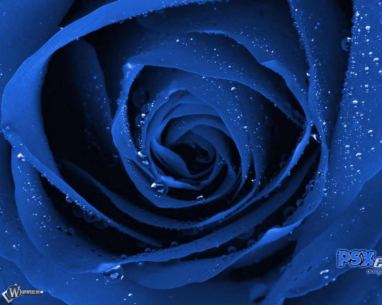 Синяя роза 1280x1024