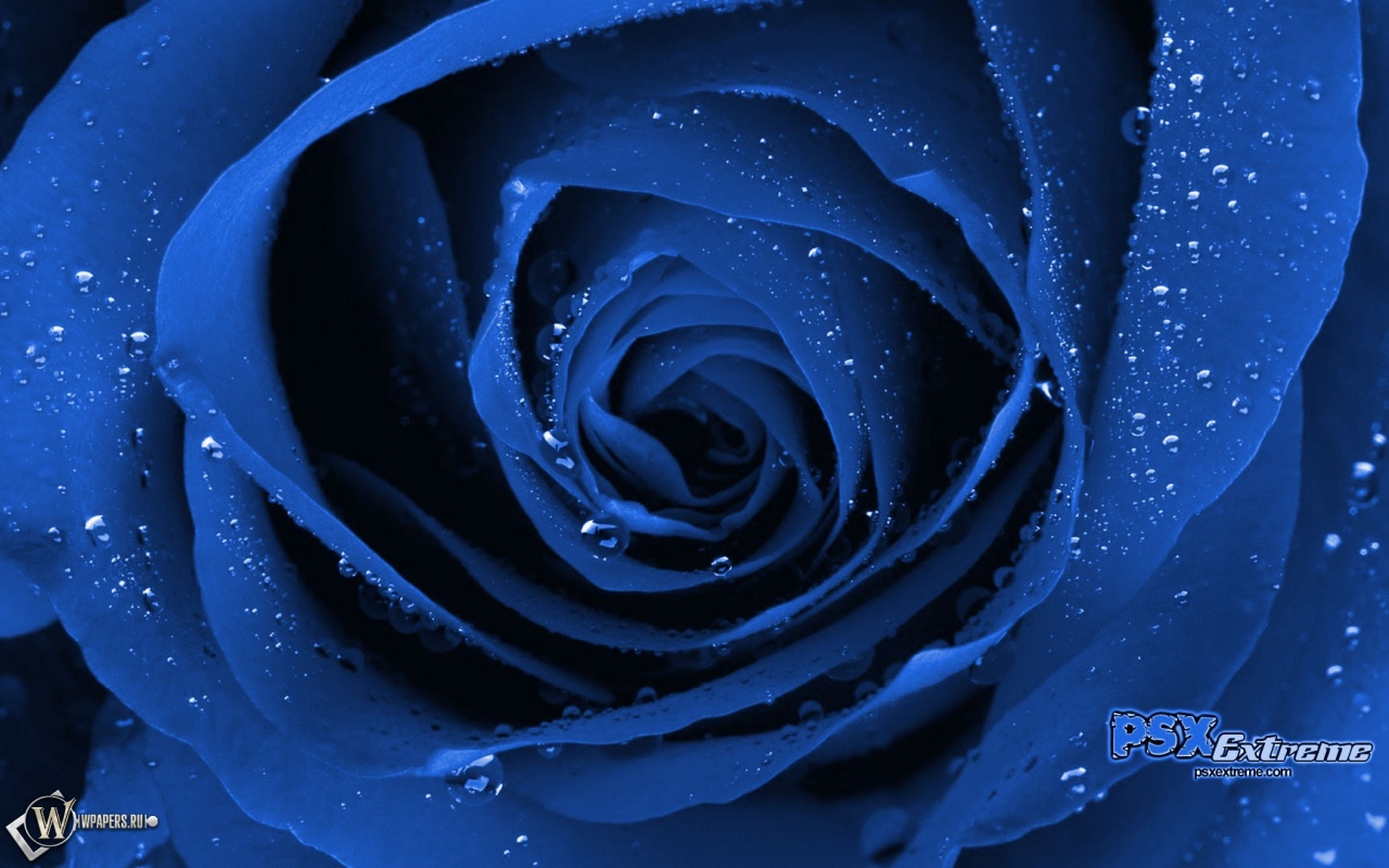 Синяя роза 1280x800
