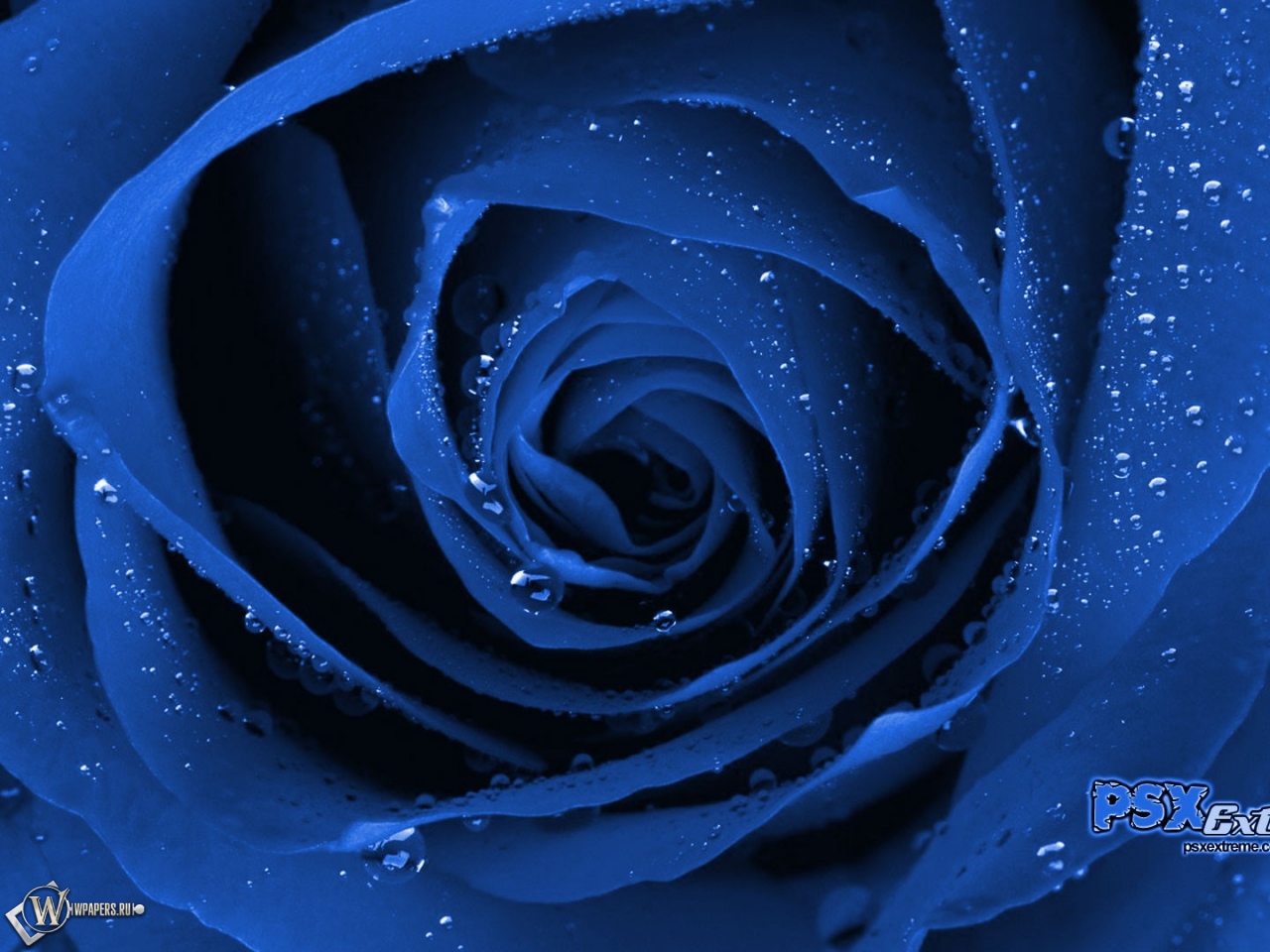 Синяя роза 1280x960