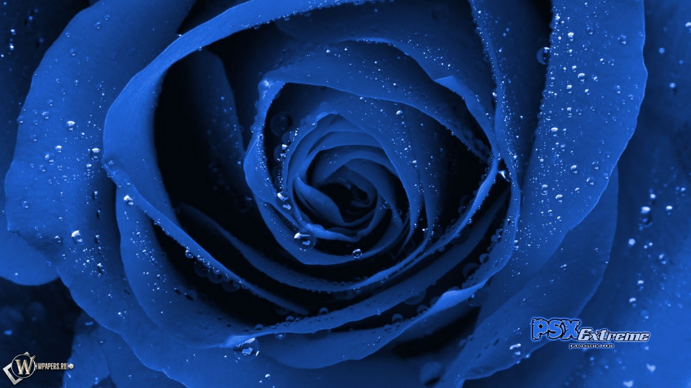 Синяя роза 1366x768