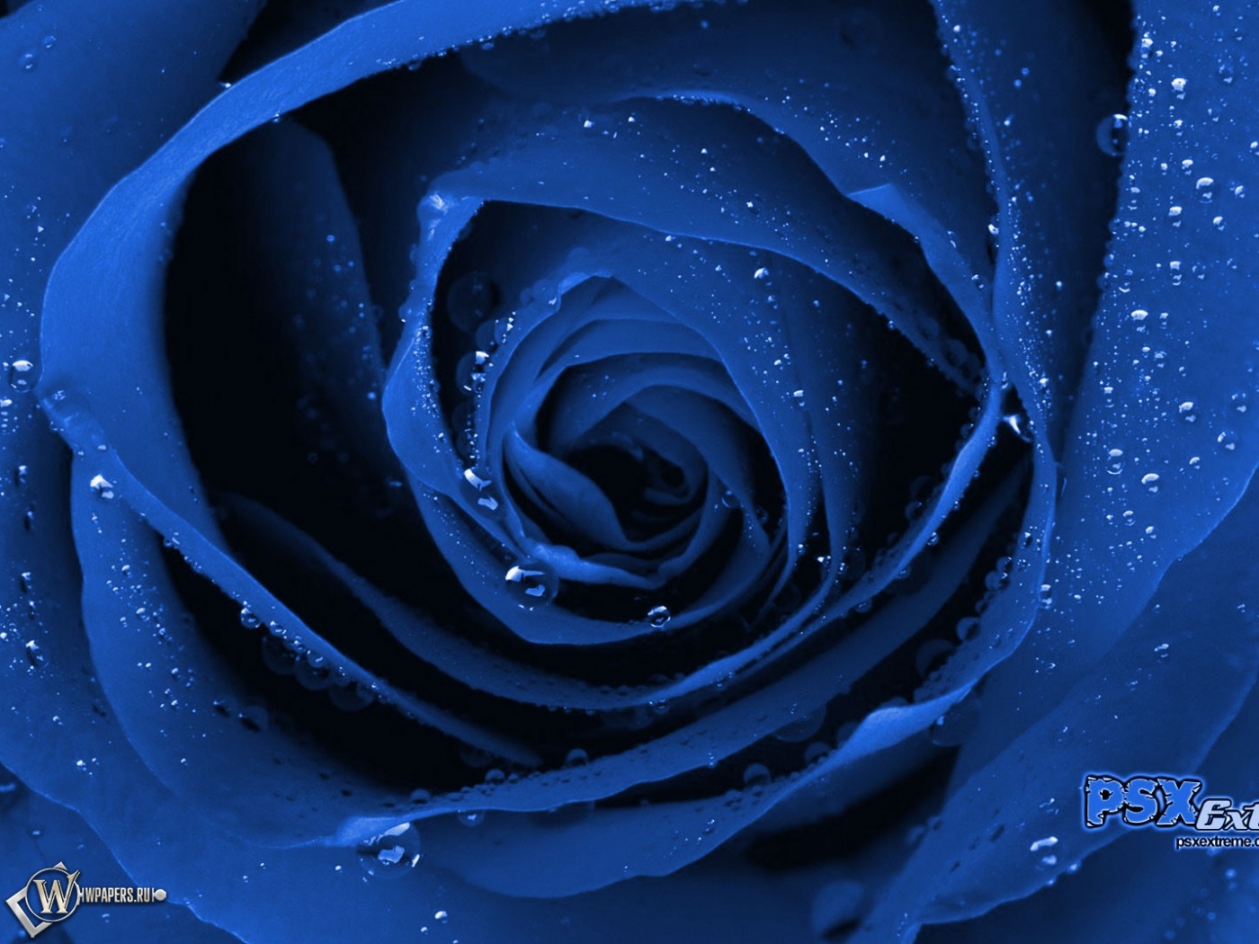 Синяя роза 1400x1050