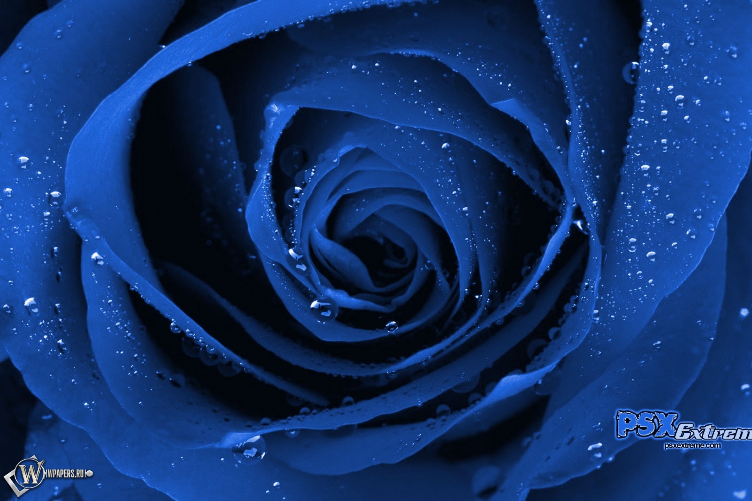 Синяя роза 1500x1000
