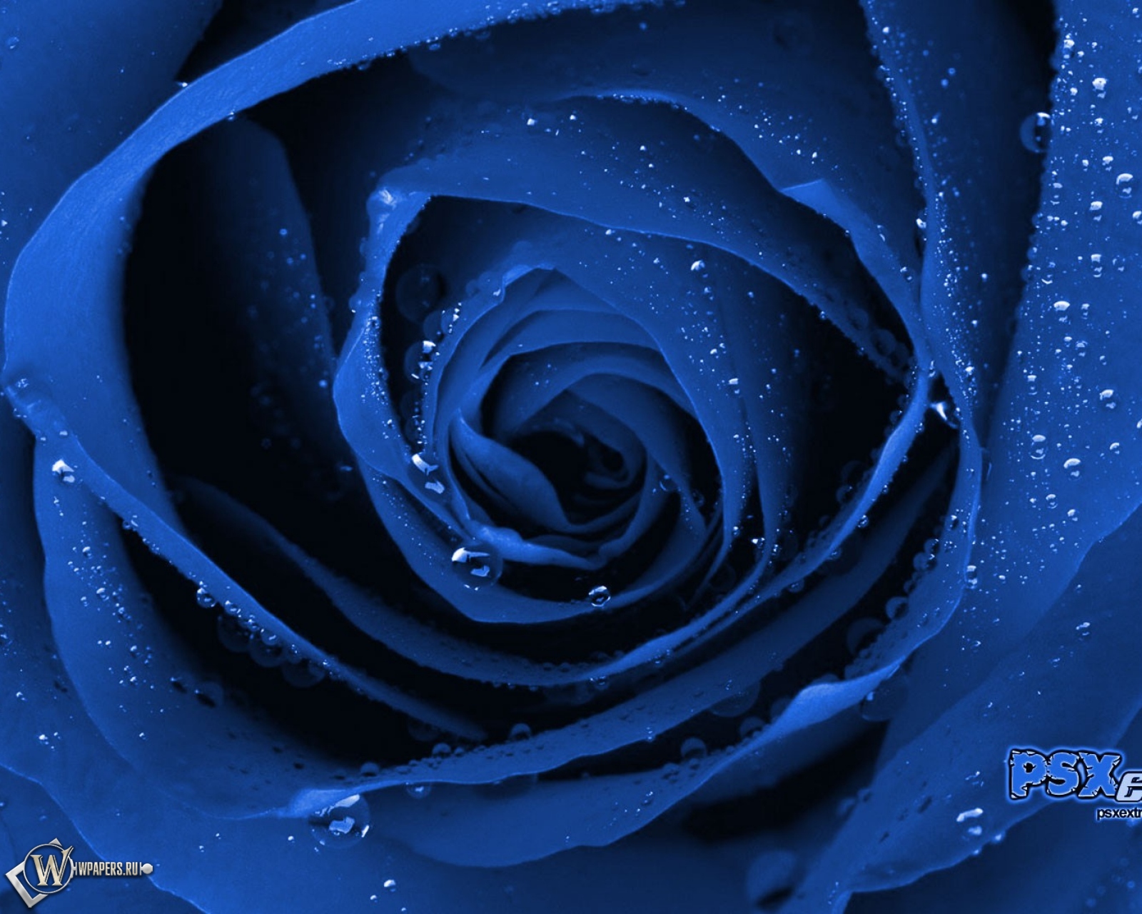 Синие розы на темном фоне