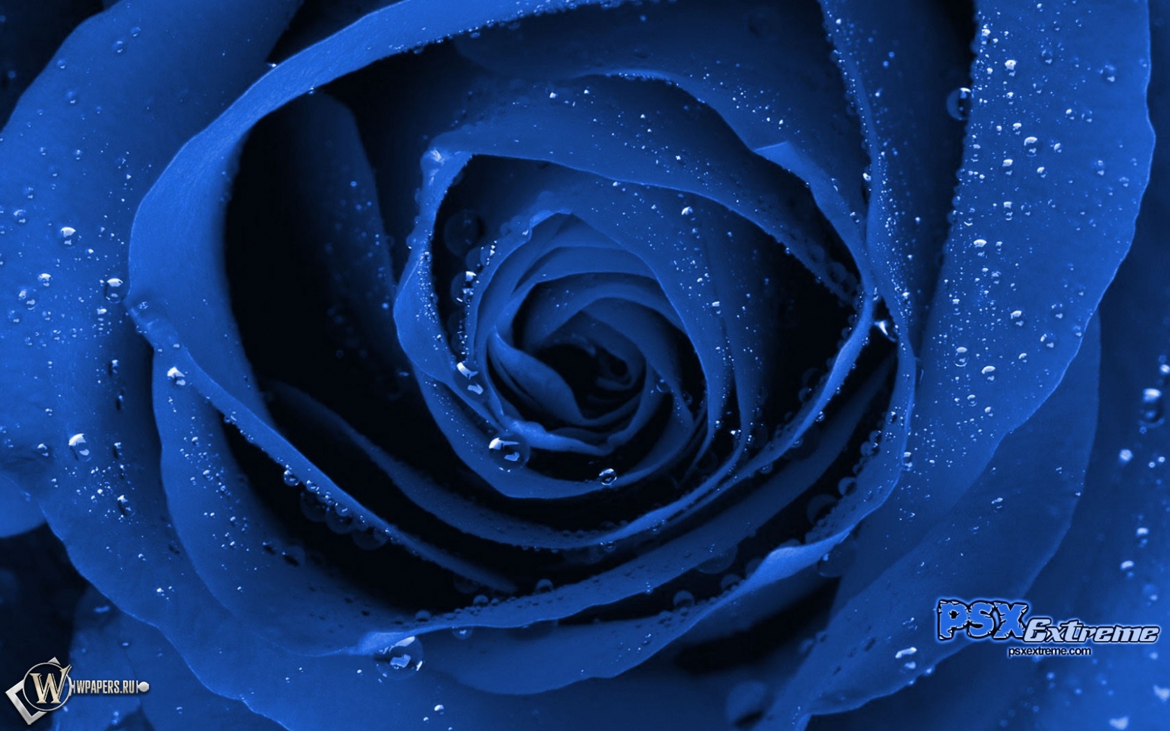 Синяя роза 1680x1050