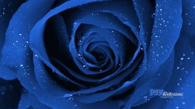 Обои Синяя роза: Роза, Цветок, Синий, Цветы