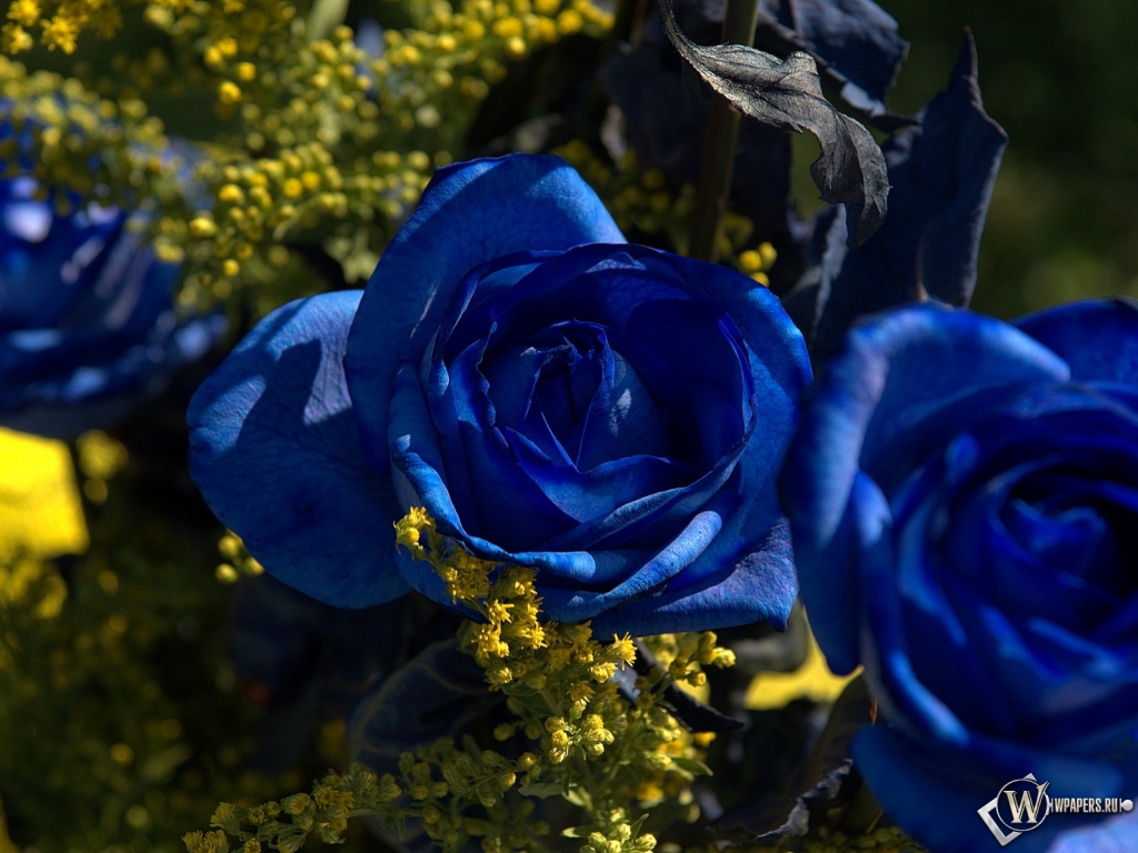 Синии розы 1024x768