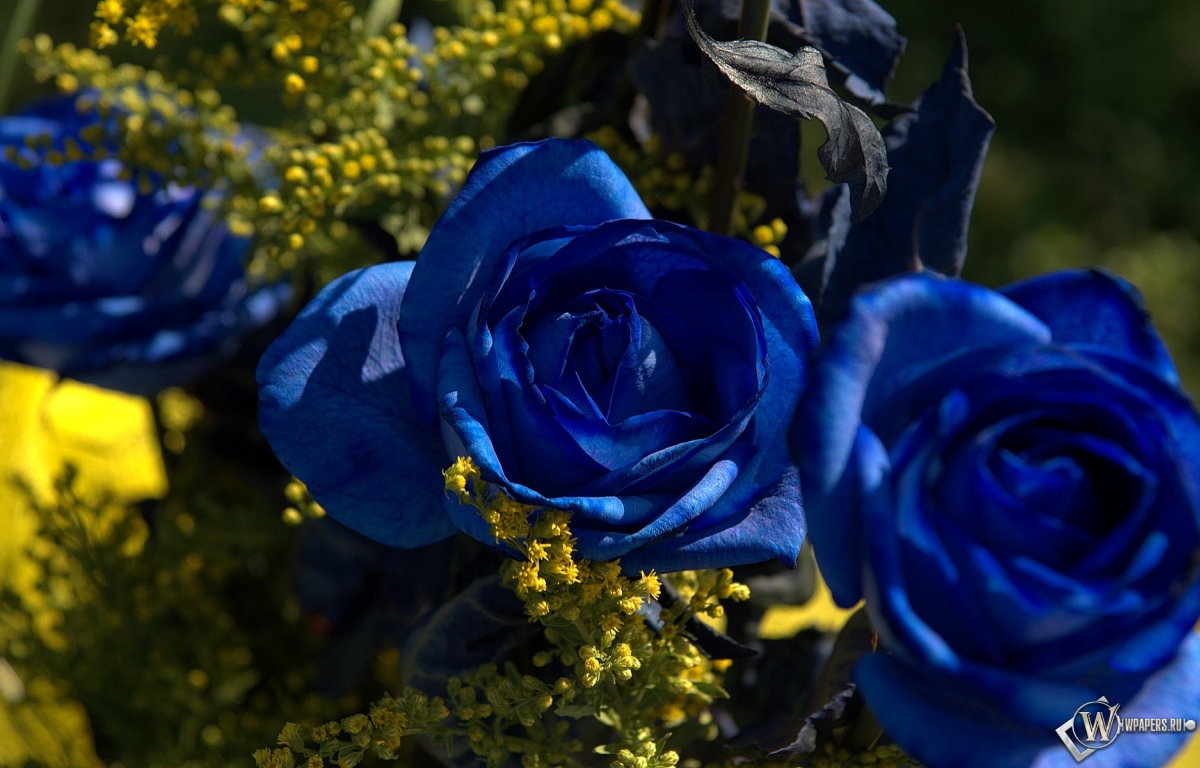 Синии розы 1200x768