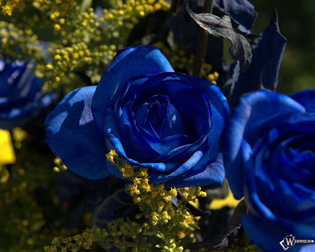 Синии розы 1280x1024