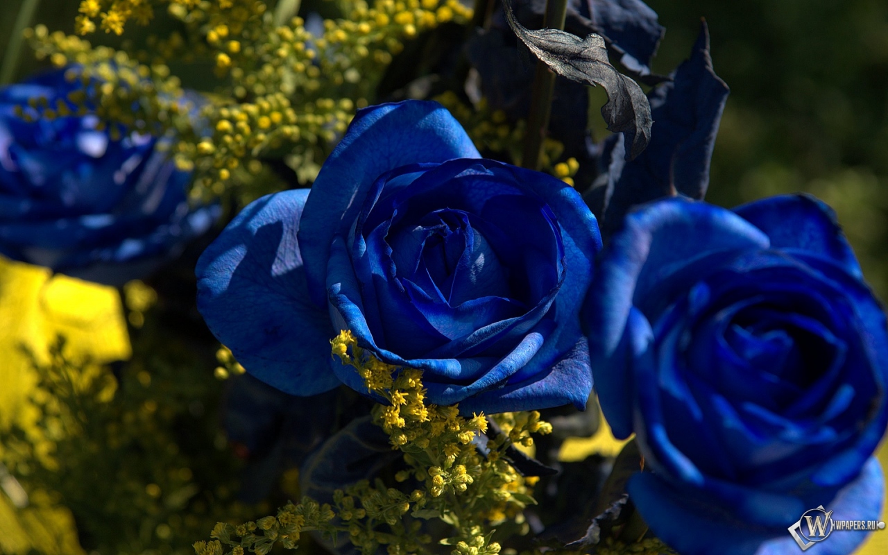 Синии розы 1280x800