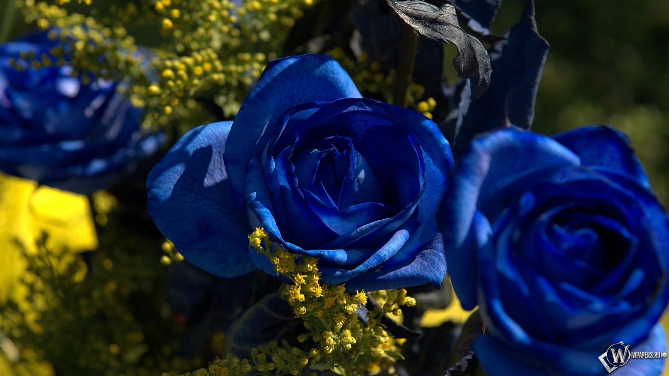 Синии розы 1366x768