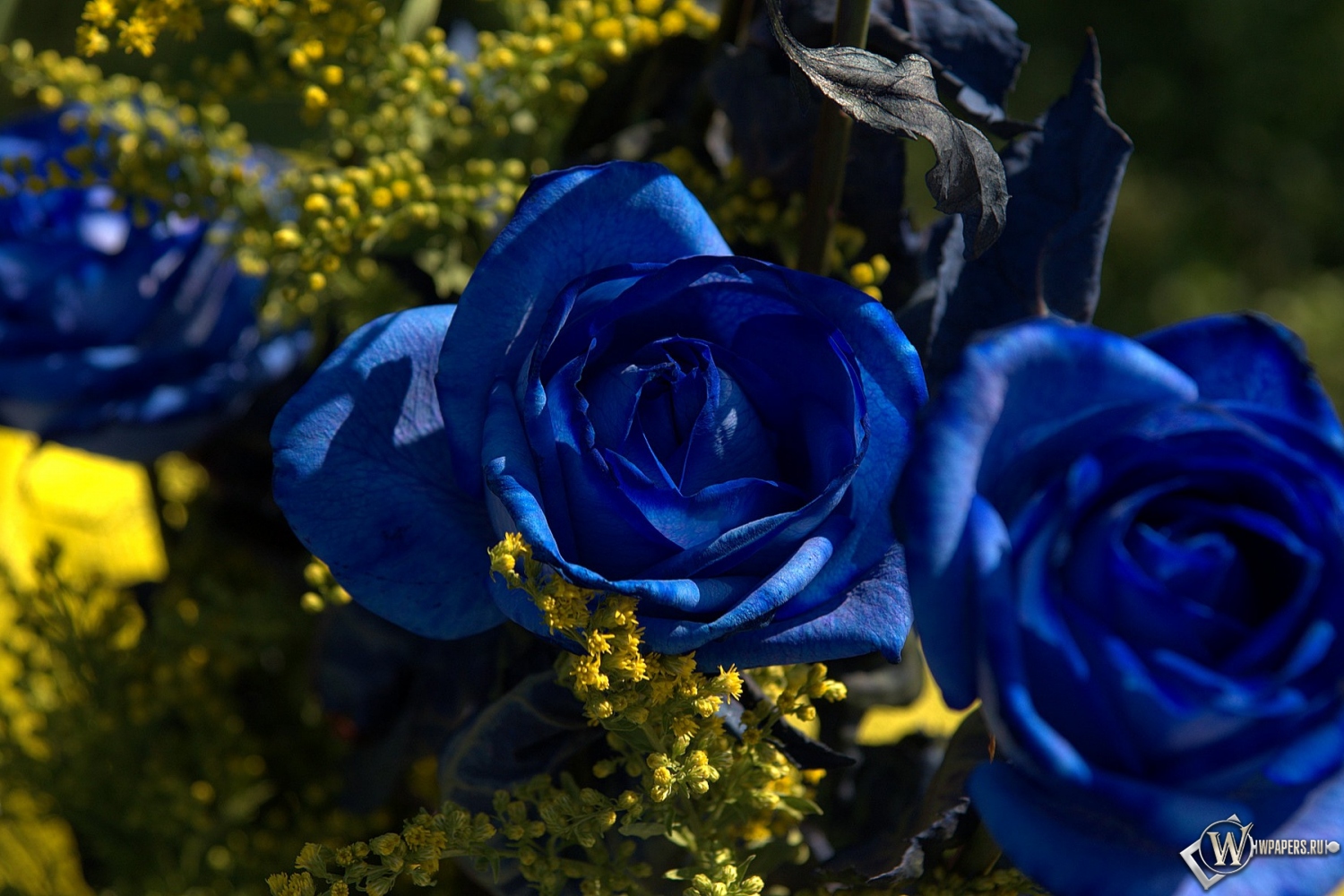 Синии розы 1500x1000