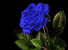 Обои Синяя роза: Роза, Цветок, Синий, Цветы