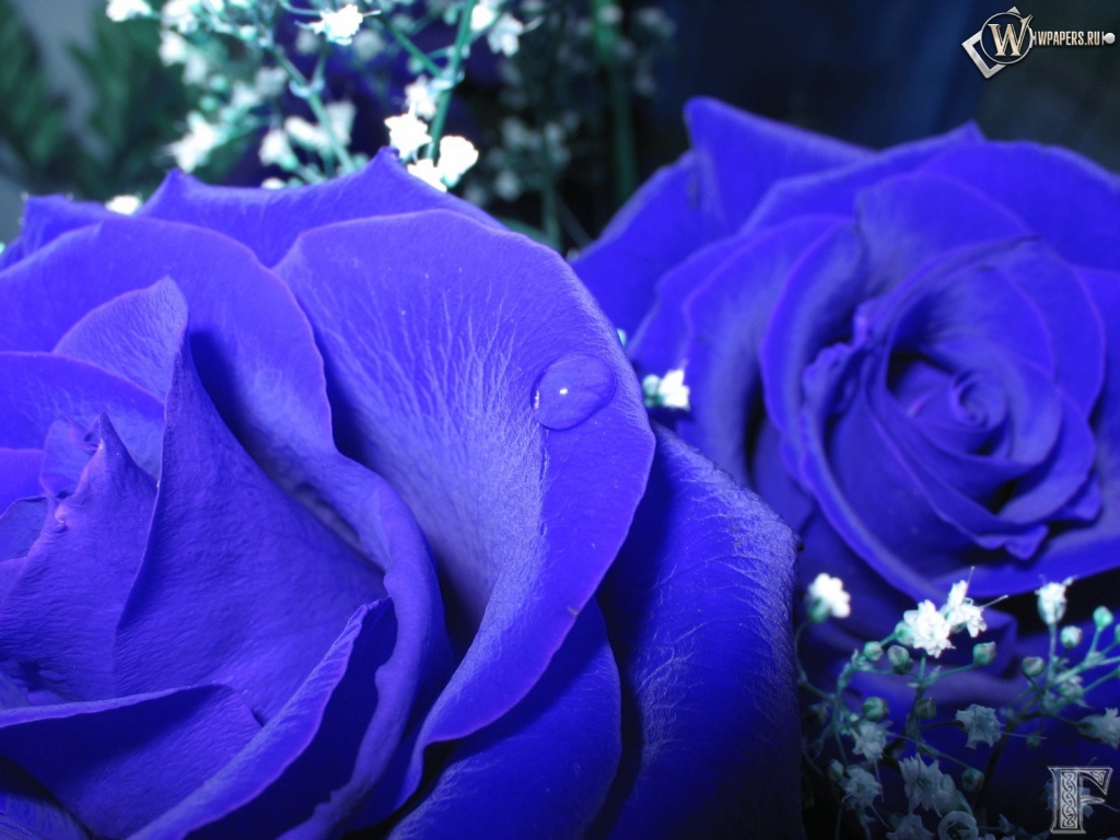Синие розы 1024x768