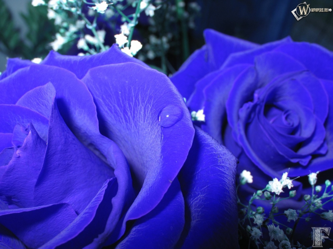 Синие розы 1152x864