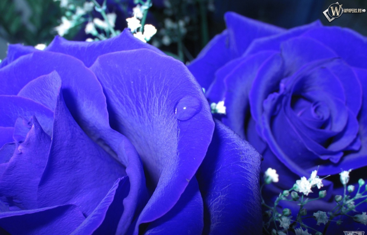 Синие розы 1200x768
