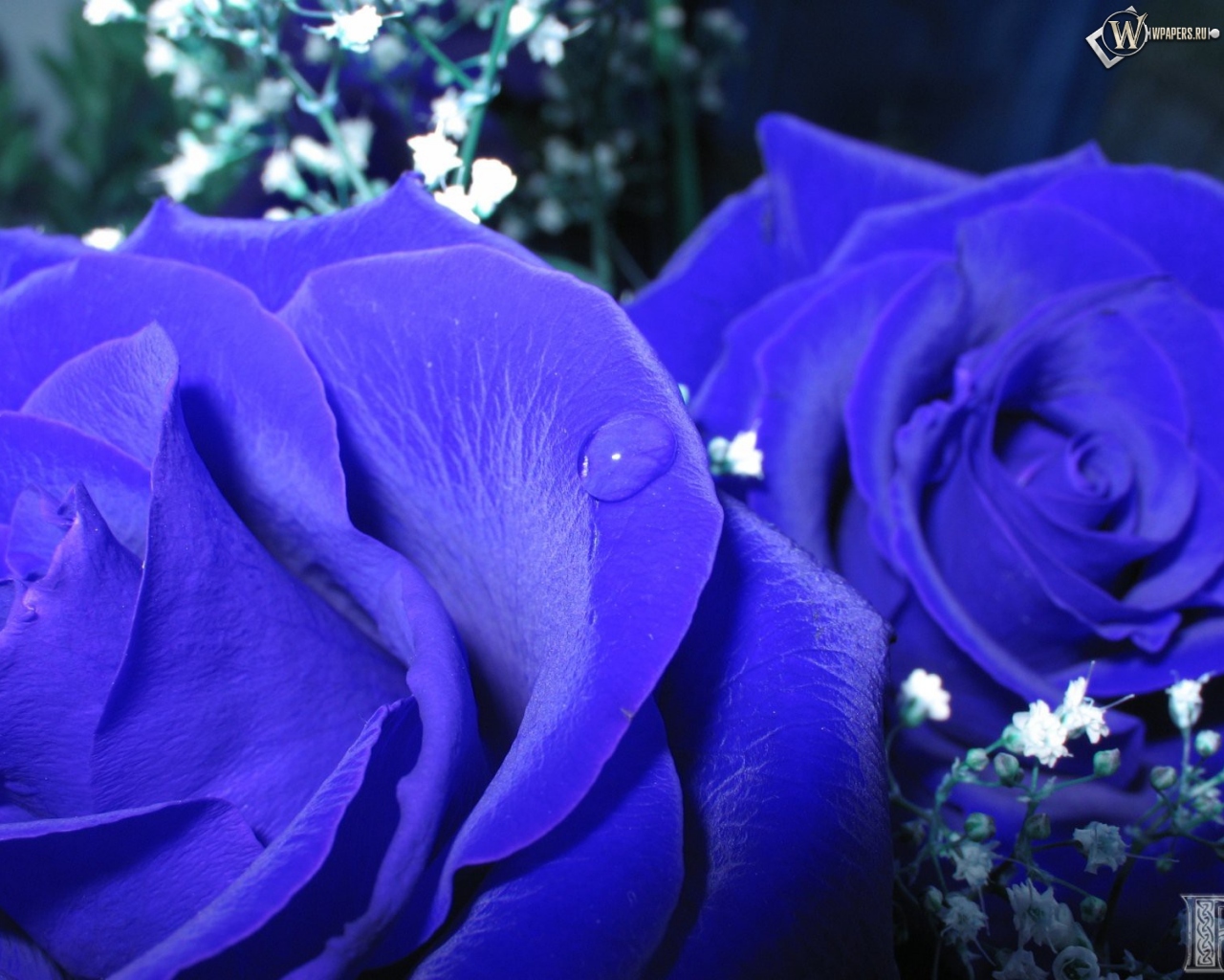 Синие розы 1280x1024